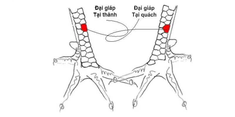 Vảy gà quý hiếm Độc Giáp - Liên Giáp - Đại Giáp