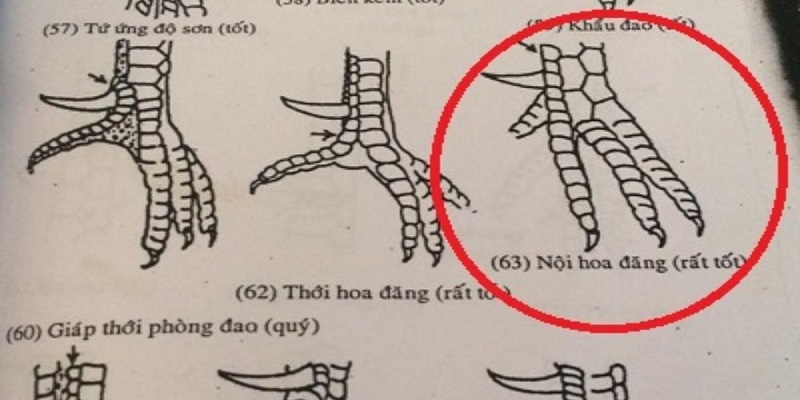 Dấu hiệu của vảy gà quý Nội Hoa Đăng