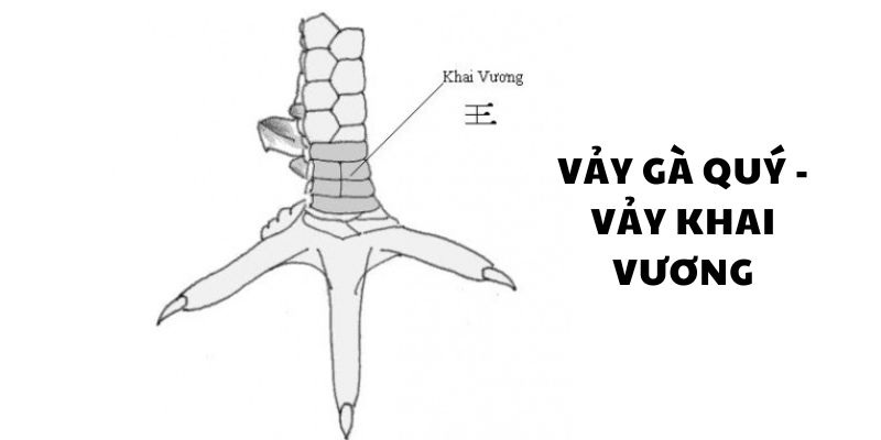 Lối đá của gà vảy Khai Vương