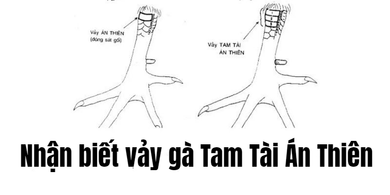 Vảy Tam Tài Án Thiên