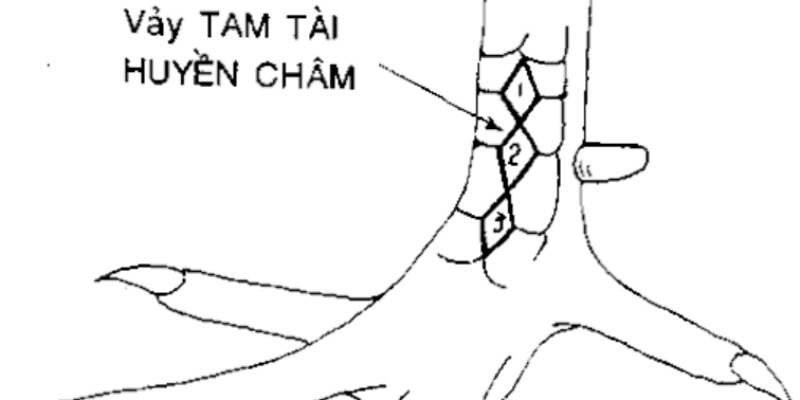 Kiểu vảy Tam Tài Huyền Trâm