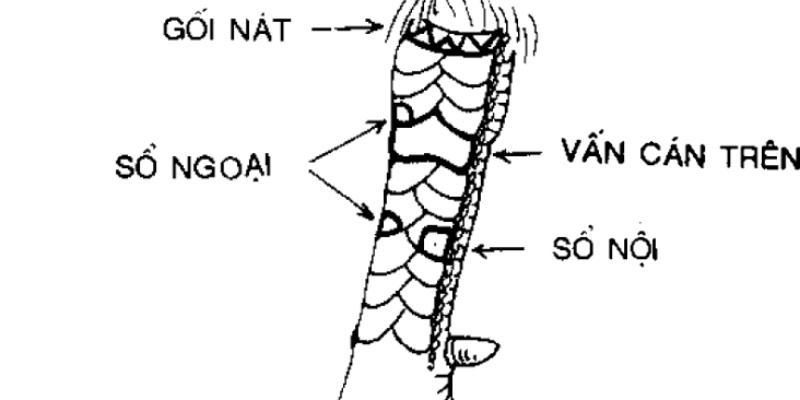 Hình minh họa các vị trí vảy gà Vấn Cán