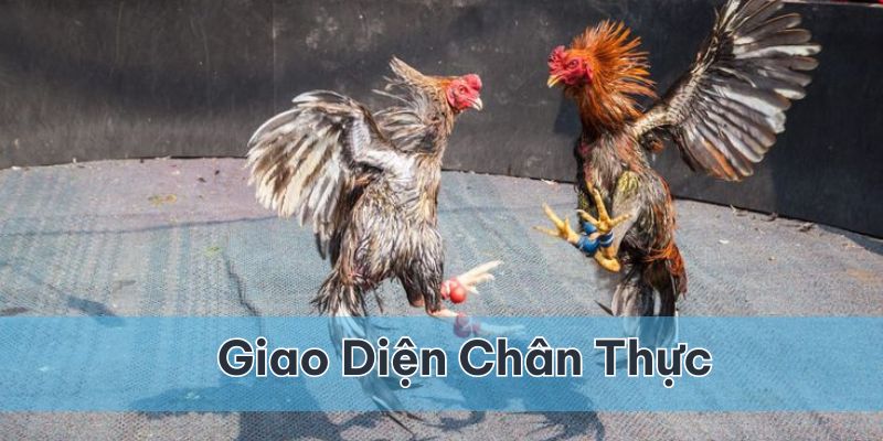 Giao diện chân thực nhất giúp người chơi cảm giác như đang ở trường gà trực tiếp