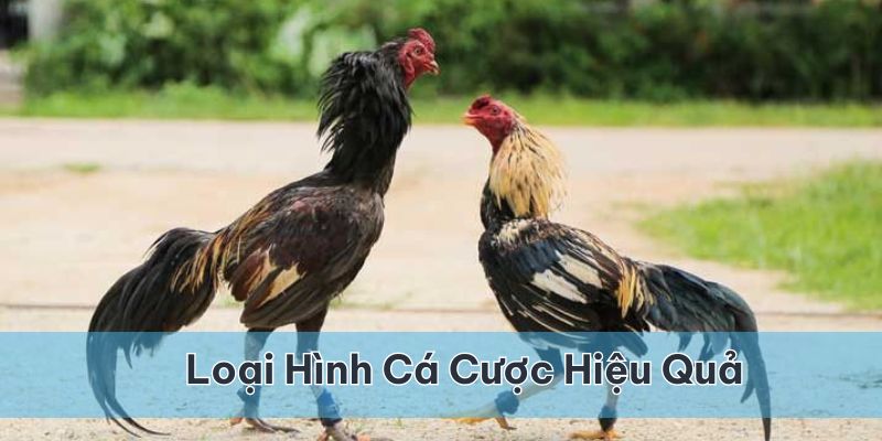 Nắm được các loại hình cá cược khi chơi mang lại hiệu quả thắng cao hơn