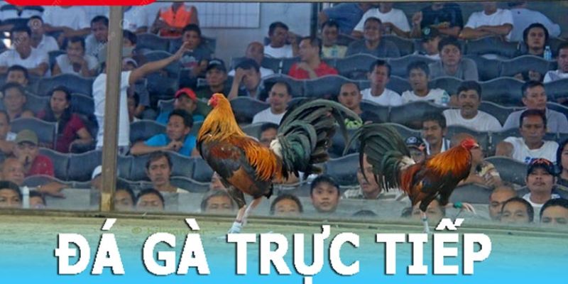 Tận hưởng trải nghiệm đá gà trực tiếp tuyệt vời